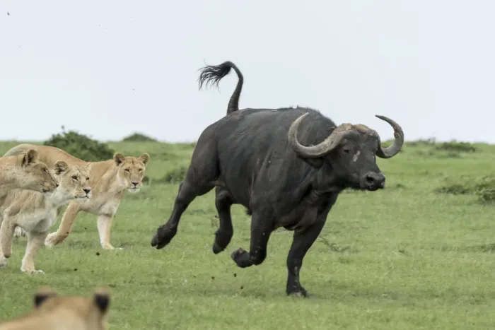Framed Print : Lion (Panthera leo), females hunting buffalo, Masai-Mara Game Reserve, Kenya Framed Print : Lion (Panthera leo), females hunting buffalo, Masai-Mara Game Reserve, Kenya
