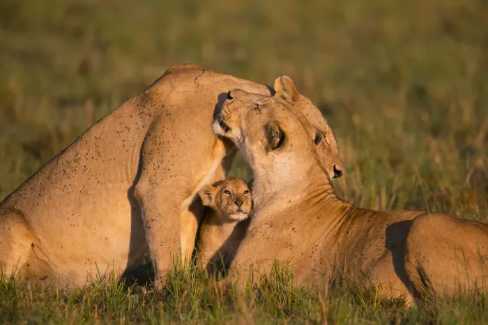 Framed Print : Lion (Panthera leo), females interacting, with cub, Masai Mara, Kenya Framed Print : Lion (Panthera leo), females interacting, with cub, Masai Mara, Kenya