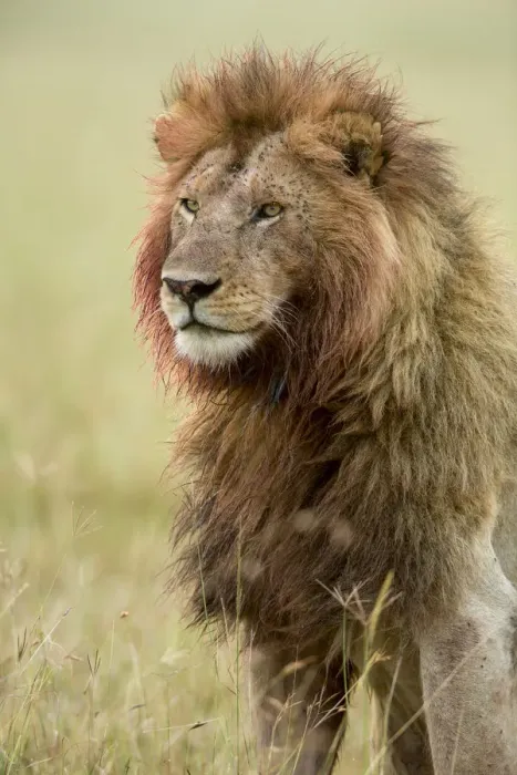 Framed Print : Lion (Panthera leo) male with bloody mane and flies, Masai-Mara Game Reserve, Kenya Framed Print : Lion (Panthera leo) male with bloody mane and flies, Masai-Mara Game Reserve, Kenya