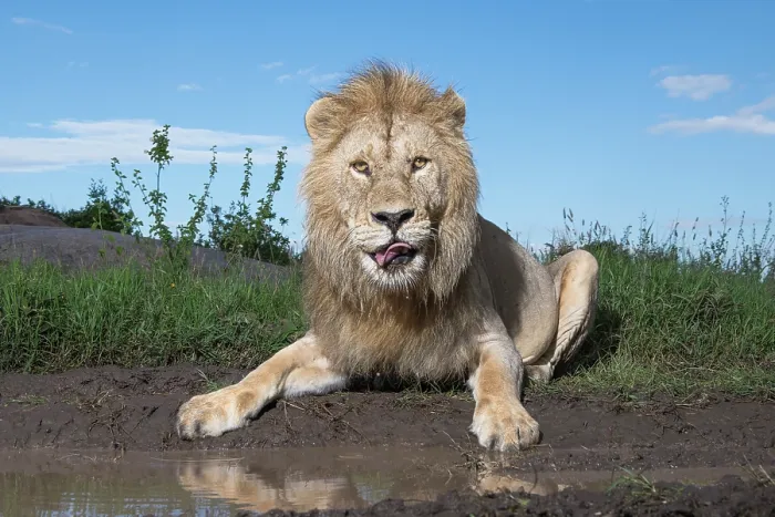 Framed Print : Lion (Panthera leo) male, drinking from a small puddle, Serengeti National Park, Tanzania Framed Print : Lion (Panthera leo) male, drinking from a small puddle, Serengeti National Park, Tanzania