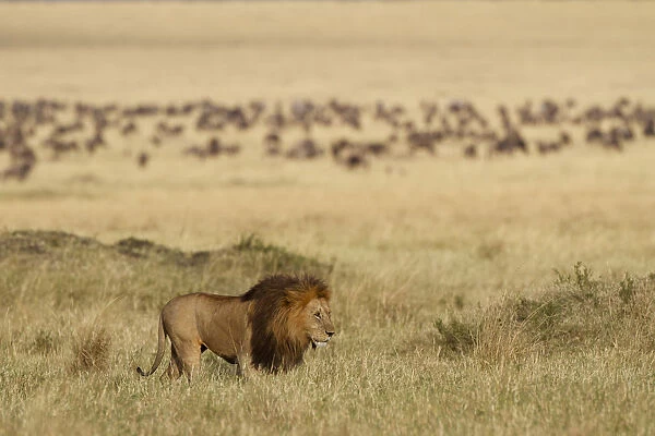 Lion (Panthera leo) male, in grassland, with wildebeests (Connochaetes sp) Msai Mara