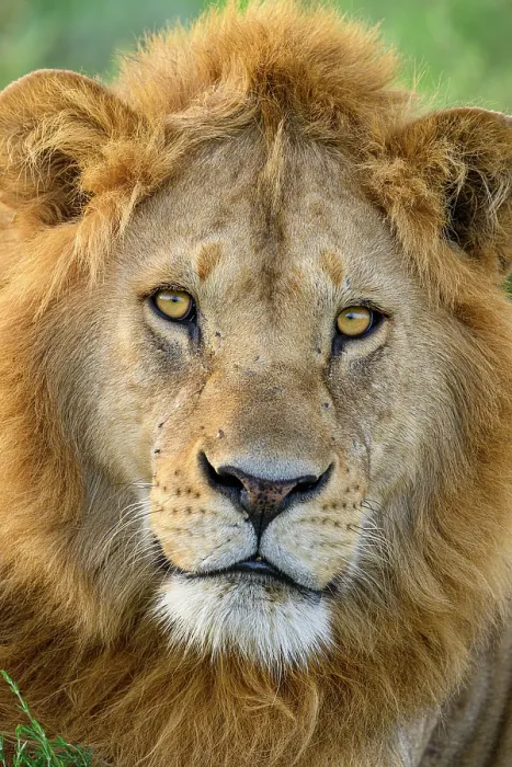 Framed Print : Lion (Panthera leo) male, head portrait, Ndutu area, Ngorongoro Conservation Area (NCA)  /  Serengeti border, Tanzania