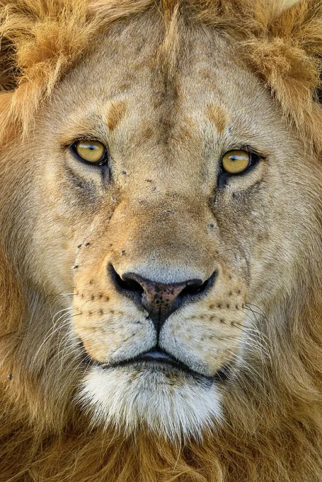 Framed Print : Lion (Panthera leo) male, head portrait, Ndutu area, Ngorongoro Conservation Area (NCA) / Serengeti border, Tanzania Framed Print : Lion (Panthera leo) male, head portrait, Ndutu area, Ngorongoro Conservation Area (NCA) / Serengeti border, Tanzania