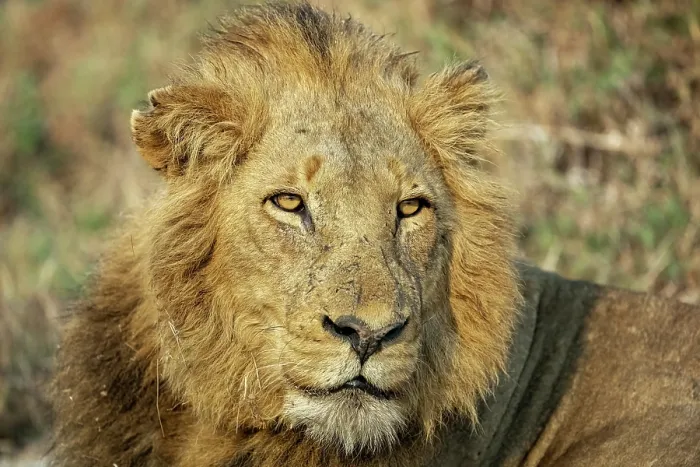 Framed Print : Lion (Panthera leo) male, head portrait, Sabi Sands Private Game Reserve, South Africa Framed Print : Lion (Panthera leo) male, head portrait, Sabi Sands Private Game Reserve, South Africa