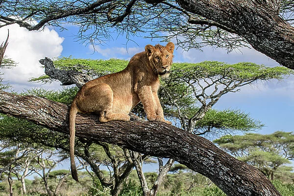 Lion (Panthera leo) male, juvenile, resting in tree during middle of the day to escape the heat, near Ndutu, Ngorongoro Conservation Area  /  Serengeti National Park border, Tanzania