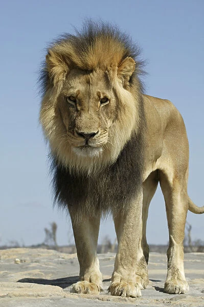 Lion (Panthera Leo) male low angle shot, Masai Mara, Kenya, Africa