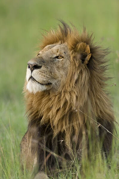 Lion (Panthera leo) male, Masai-Mara Game Reserve, Kenya. Vulnerable species