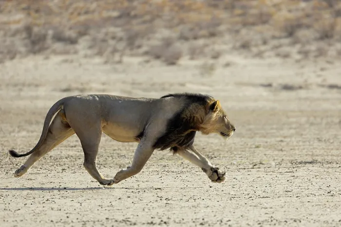 Framed Print : Lion (Panthera leo) male, running, Kgalagadi Transfrontier Park, Northern Cape, South Africa Framed Print : Lion (Panthera leo) male, running, Kgalagadi Transfrontier Park, Northern Cape, South Africa