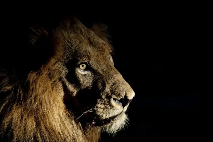 Framed Print : Lion (Panthera leo) male with scars photographed with side-lit spot light at night Framed Print : Lion (Panthera leo) male with scars photographed with side-lit spot light at night