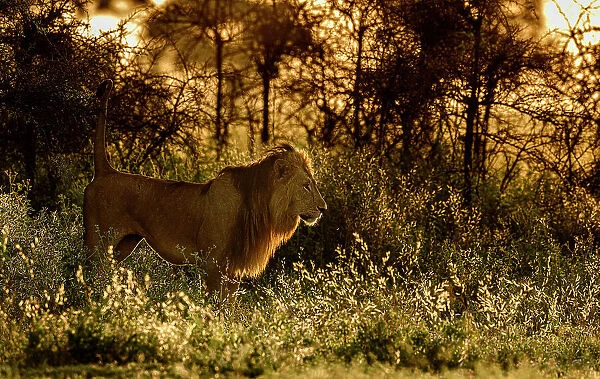 Lion (Panthera leo) male, scent marking its territory at dawn, Ngorongoro Conservation Area  /  Serengeti National Park boundary, northern Tanzania
