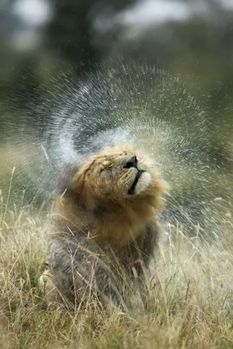Framed Print : Lion (Panthera leo) male shaking his head after rain, Masai-Mara Game Reserve, Kenya Framed Print : Lion (Panthera leo) male shaking his head after rain, Masai-Mara Game Reserve, Kenya