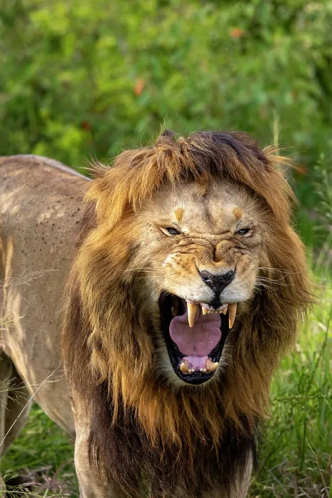 Framed Print : Lion (Panthera leo) male, snarling, portrait, Masai Mara National Reserve, Kenya
