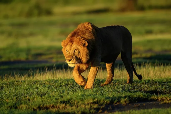 Framed Print : Lion (Panthera leo) male, stalking towards female in early morning light, Ndutu area, Ngorongoro Conservation Area (NCA) / Serengeti border, Tanzania Framed Print : Lion (Panthera leo) male, stalking towards female in early morning light, Ndutu area, Ngorongoro Conservation Area (NCA) / Serengeti border, Tanzania