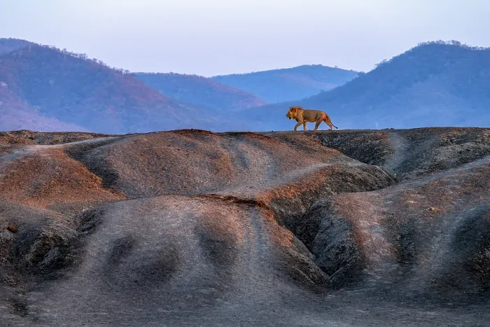 Framed Print : Lion (Panthera leo) male, walking along ridge, Lower Zambezi National Park, Zambia Framed Print : Lion (Panthera leo) male, walking along ridge, Lower Zambezi National Park, Zambia