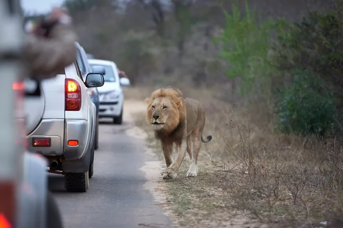Framed Print : Lion (Panthera leo) male, walking along roadside with a queue of cars stopping to watch, Kruger National Park, South Africa Framed Print : Lion (Panthera leo) male, walking along roadside with a queue of cars stopping to watch, Kruger National Park, South Africa