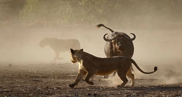 Lion (Panthera leo) moving away from a defensive African buffalo (Syncerus caffer