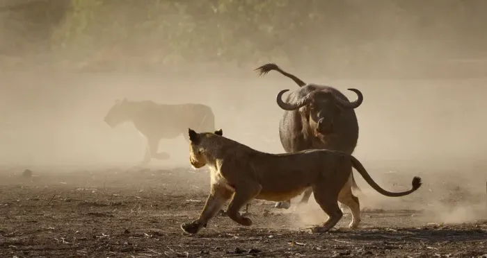 Framed Print : Lion (Panthera leo) moving away from a defensive African buffalo (Syncerus caffer