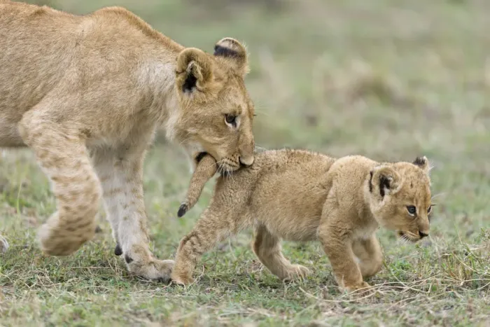 Framed Print : Lion (Panthera leo) older cub playing with a young one and biting its tail, Masai-Mara Game Reserve Framed Print : Lion (Panthera leo) older cub playing with a young one and biting its tail, Masai-Mara Game Reserve
