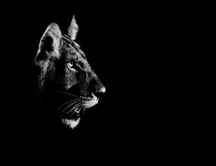 Framed Print : Lion (Panthera leo) side profile of head, at night, Central Kalahari Game Reserve Framed Print : Lion (Panthera leo) side profile of head, at night, Central Kalahari Game Reserve