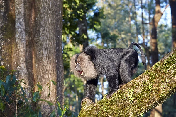 Lion-tailed macaque (Macaca silenus), dominant male, aggressive posture