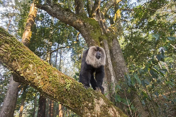Lion-tailed macaque (Macaca silenus), dominant male, , Anaimalai Mountain Range