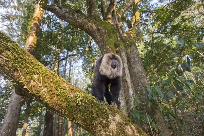 Framed Print : Lion-tailed macaque (Macaca silenus), dominant male, , Anaimalai Mountain Range Framed Print : Lion-tailed macaque (Macaca silenus), dominant male, , Anaimalai Mountain Range