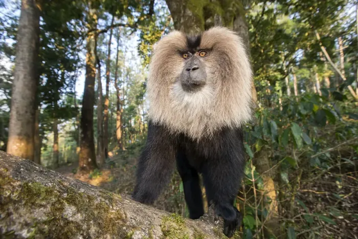 Framed Print : Lion-tailed macaque (Macaca silenus), dominant male, Anaimalai Mountain Range Framed Print : Lion-tailed macaque (Macaca silenus), dominant male, Anaimalai Mountain Range