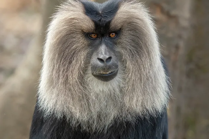Framed Print : Lion-tailed macaque (Macaca silenus) head portrait, Valparai, Tamil Nadu, India. Endangered