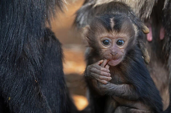 Lion-tailed macaque (Macaca silenus) infant, sitting among the troop with its finger in its mouth, Valparai, Tamil Nadu, India