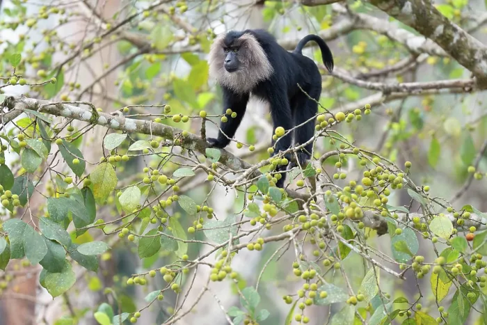 Framed Print : Lion-tailed macaque (Macaca silenus) male, climbing along branch in forest, Valparai, Tamil Nadu, India. Endangered Framed Print : Lion-tailed macaque (Macaca silenus) male, climbing along branch in forest, Valparai, Tamil Nadu, India. Endangered