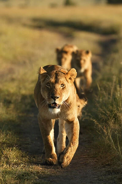 Lioness leading pride {Panthera leo} Masai Mara, Kenya, Africa