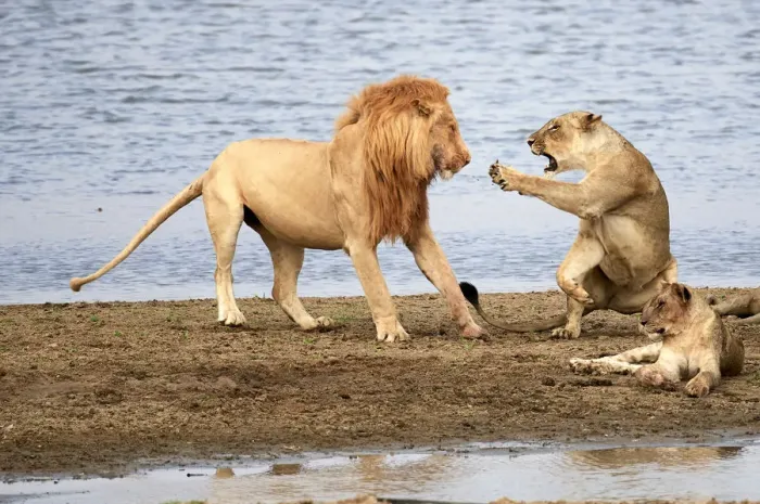 Framed Print : Lioness (Panthera leo), aggressively rebuffing male lion banks of the Luangwa river Framed Print : Lioness (Panthera leo), aggressively rebuffing male lion banks of the Luangwa river