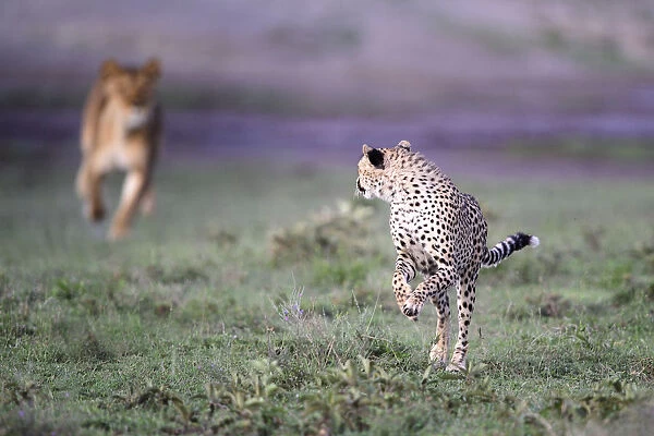 Lioness (Panthera leo) chasing away Cheetah (Acinonyx jubatus) Serengeti  /  Ngorongoro