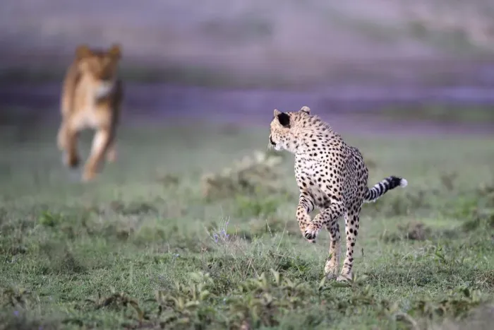 Framed Print : Lioness (Panthera leo) chasing away Cheetah (Acinonyx jubatus) Serengeti / Ngorongoro Framed Print : Lioness (Panthera leo) chasing away Cheetah (Acinonyx jubatus) Serengeti / Ngorongoro