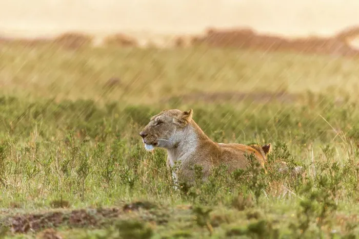 Framed Print : Lioness (Panthera leo) and cubs in rain, Masai Mara Game Reserve, Kenya, September Framed Print : Lioness (Panthera leo) and cubs in rain, Masai Mara Game Reserve, Kenya, September