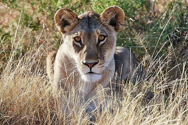 Lioness (Panthera leo) lying in long grass on the savannah, portrait, Okavango Delta, Botswana, Africa