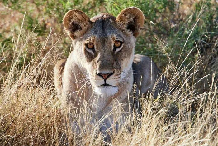 Framed Print : Lioness (Panthera leo) lying in long grass on the savannah, portrait, Okavango Delta, Botswana, Africa Framed Print : Lioness (Panthera leo) lying in long grass on the savannah, portrait, Okavango Delta, Botswana, Africa