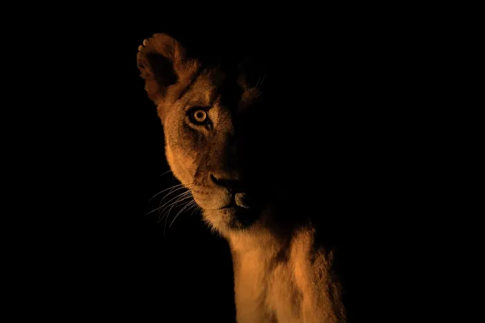 Framed Print : Lioness (Panthera leo) at night, head portrait, Zimanga private game reserve, KwaZulu-Natal, South Africa Framed Print : Lioness (Panthera leo) at night, head portrait, Zimanga private game reserve, KwaZulu-Natal, South Africa