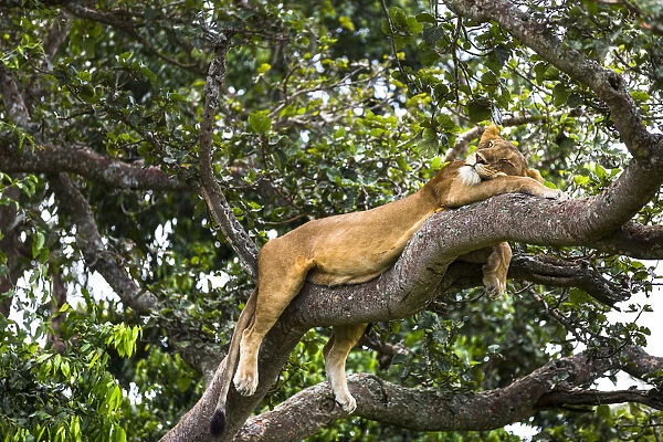 Lioness (Panthera leo) resting up a tree - only three populations of lions are known