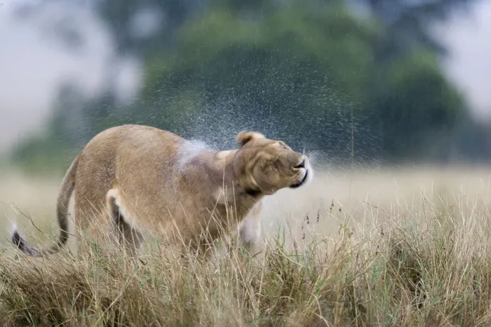 Framed Print : Lioness (Panthera leo) shaking water off after the rain, Masai-Mara Game Reserve, Kenya Framed Print : Lioness (Panthera leo) shaking water off after the rain, Masai-Mara Game Reserve, Kenya