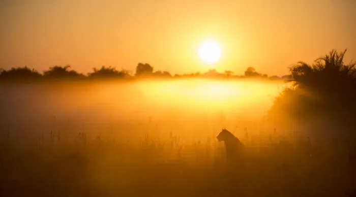 Framed Print : Lioness (Panthera leo) sitting during misty sunrise, Okavango Delta, Botswana Framed Print : Lioness (Panthera leo) sitting during misty sunrise, Okavango Delta, Botswana