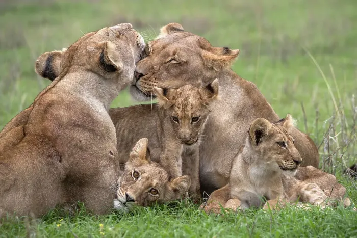 Framed Print : Two Lionesses (Panthera leo) nuzzling surrounded by three cubs, Kgalagadi Transfrontier Park, Northern Cape, South Africa Framed Print : Two Lionesses (Panthera leo) nuzzling surrounded by three cubs, Kgalagadi Transfrontier Park, Northern Cape, South Africa