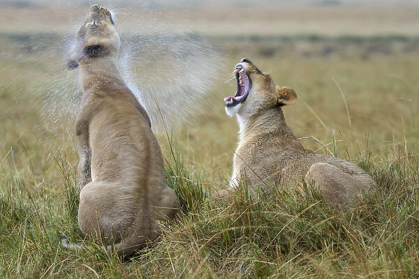 Two Lionesses (Panthera leo) in the rain, one shaking water off and the other yawning