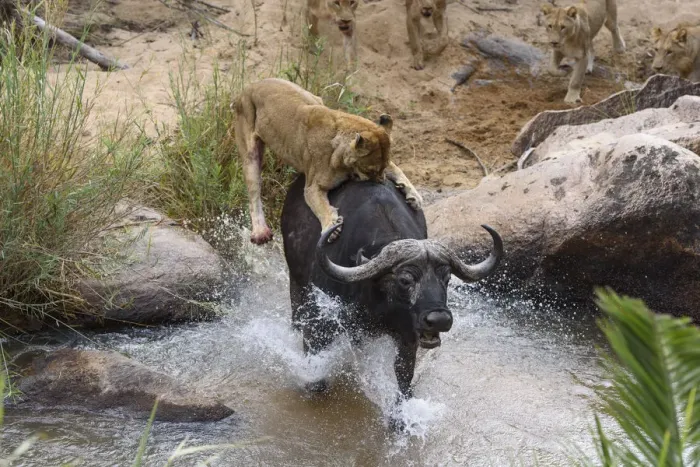 Framed Print : Lionesses (Panthera leo) trying to bring down African buffalo (Syncerus caffer) Londolozi Framed Print : Lionesses (Panthera leo) trying to bring down African buffalo (Syncerus caffer) Londolozi