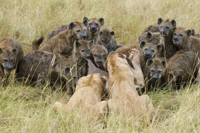 Framed Print : Two Lionesses (Panthera leo) trying to defend kill from large pack of Spotted hyaenas Framed Print : Two Lionesses (Panthera leo) trying to defend kill from large pack of Spotted hyaenas