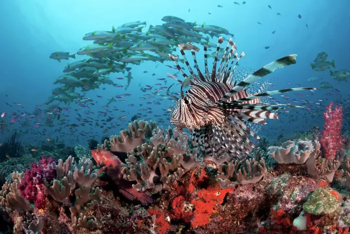 Framed Print : Lionfish (Pterois volitans) patrolling the edge of Suzie's Bommie, a healthy reef and popular dive site accessible from Lololata Island Resort near Port Moresby, Coral Sea, Papua New Guinea Framed Print : Lionfish (Pterois volitans) patrolling the edge of Suzie's Bommie, a healthy reef and popular dive site accessible from Lololata Island Resort near Port Moresby, Coral Sea, Papua New Guinea