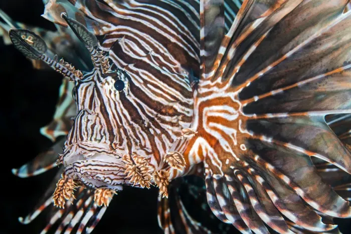 Framed Print : Lionfish (Pterois volitans) portrait, invasive species in the Caribbean. East End Framed Print : Lionfish (Pterois volitans) portrait, invasive species in the Caribbean. East End