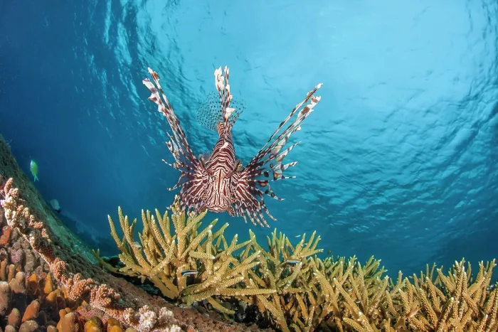 Framed Print : Lionfish (Pterois volitans) swimming over coral reef, Indonesia, Indo-Pacific Framed Print : Lionfish (Pterois volitans) swimming over coral reef, Indonesia, Indo-Pacific