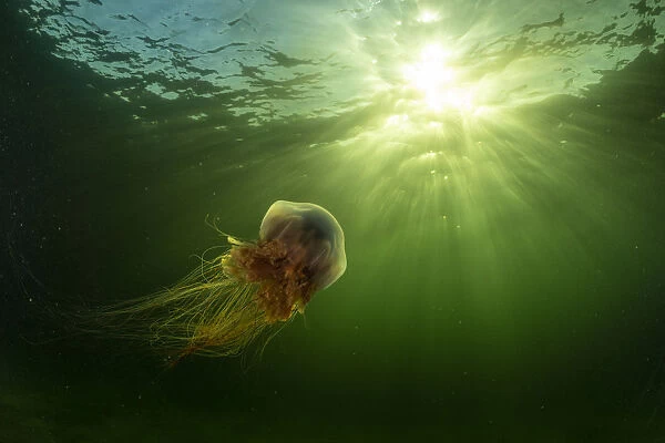 Lions mane jellyfish (Cyanea capillata) drifts in the current off Nova Scotia, Canada