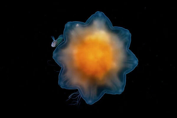 Lion's mane jellyfish (Cyanea capillata) with commensal juvenile Prowfish (Zaprora silenus) using it for protection and providing sole source of food in its juvenile stage, Prince William Sound, Alaska, USA, Pacific Ocean
